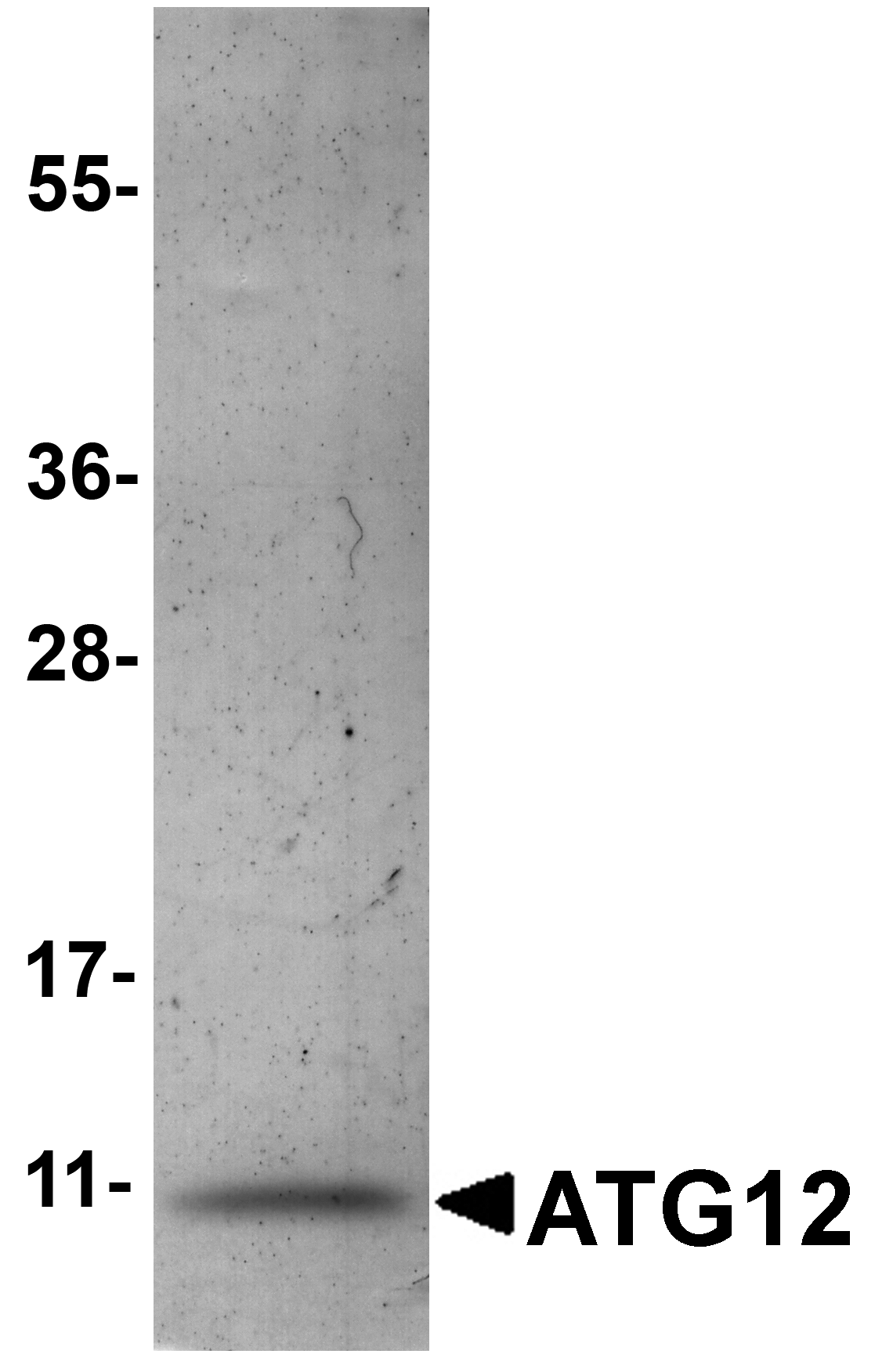 ATG12 Recombinant Protein