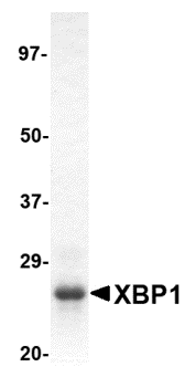 XBP1 Recombinant Protein