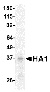 Hemagglutinin Recombinant Protein