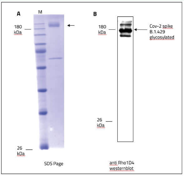 SARS-CoV-2 (COVID-19) Full-Length Epsilon Variant (B.1.429, Ca) Spike Recombinant Protein