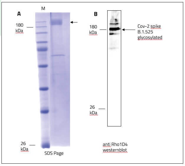 SARS-CoV-2 (COVID-19) Full-Length Eta Variant (B.1.525, UK) Spike Recombinant Protein