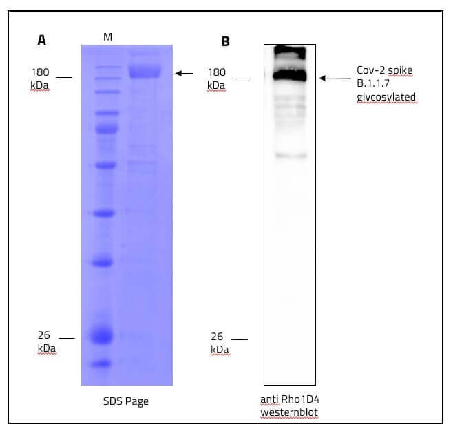 SARS-CoV-2 (COVID-19) Full-Length Alpha Variant (B.1.1.7, UK) Spike Recombinant Protein