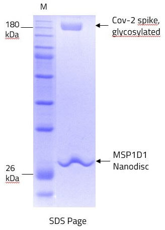 SARS CoV-2 full length spike protein nanodisc complex