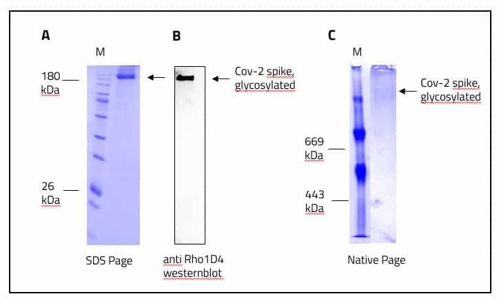SARS CoV-2 full length spike protein in DIBMA Glycerol