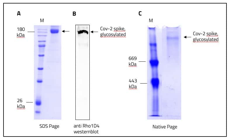 SARS CoV-2 full length spike protein in LMNG detergent