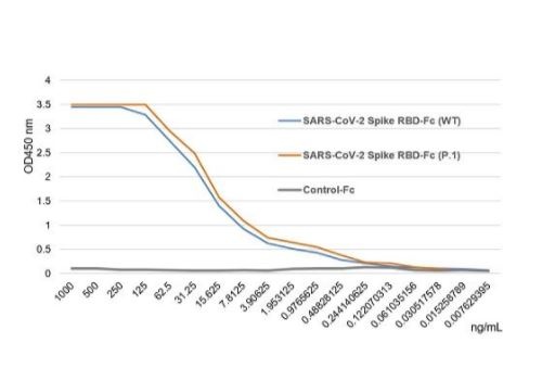 SARS-CoV-2 (COVID-19) Gamma Variant (P.1, Brazil) Spike S1 (RBD) Variant Recombinant Protein