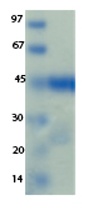 SARS-CoV-2 (COVID-19) NSP1 Recombinant Protein