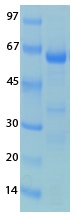 SARS-CoV-2 (COVID-19) NSP3 (743 - 1072) Recombinant Protein