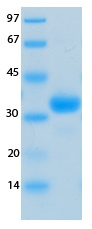 SARS-CoV-2 (COVID-19) NSP7 Recombinant Protein