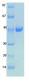 SARS-CoV-2 (COVID-19) NSP8 Recombinant Protein