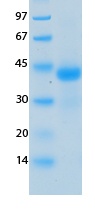 SARS-CoV-2 (COVID-19) NSP10 Recombinant Protein