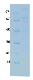 SARS-CoV-2 (COVID-19) NSP11 NSP12 Recombinant Protein