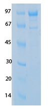 SARS-CoV-2 (COVID-19) NSP13 Recombinant Protein