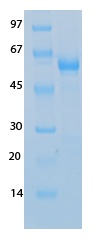 SARS-CoV-2 (COVID-19) NSP16 Recombinant Protein