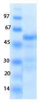 SARS-CoV-2 (COVID-19) ORF3A Recombinant Protein