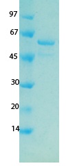 SARS-CoV-2 (COVID-19) ORF7A Recombinant Protein