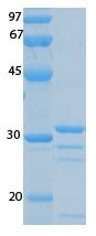SARS-CoV-2 (COVID-19) ORF7B Recombinant Protein