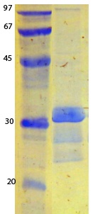 SARS-CoV-2 (COVID-19) ORF9B Recombinant Protein