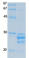 SARS-CoV-2 (COVID-19) ORF10 Recombinant Protein