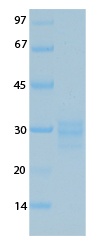 SARS-CoV-2 (COVID-19) Envelope Recombinant Protein