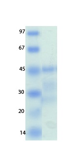 MERS Coronavirus Membrane (HSZ-Cc) Recombinant Protein