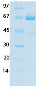SARS-CoV-2 (COVID-19) NSP1 Recombinant Protein