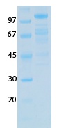 SARS-CoV-2 (COVID-19) NSP2 Recombinant Protein