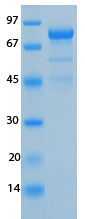 SARS-CoV-2 (COVID-19) NSP3 (743 - 1072) Recombinant Protein