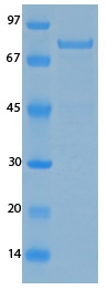 SARS-CoV-2 (COVID-19) NSP5 Recombinant Protein