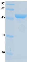 SARS-CoV-2 (COVID-19) NSP7 Recombinant Protein
