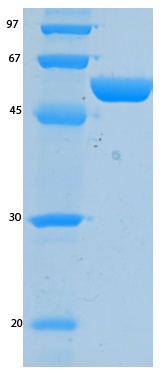 SARS-CoV-2 (COVID-19) NSP9 Recombinant Protein