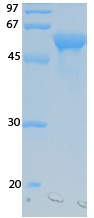 SARS-CoV-2 (COVID-19) NSP10 Recombinant Protein
