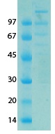SARS-CoV-2 (COVID-19) NSP11 NSP12 Recombinant Protein