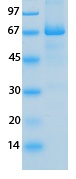 SARS-CoV-2 (COVID-19) Membrane Recombinant Protein