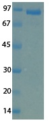MERS Cornonavirus Envelope (HSZ-Cc) Recombinant Protein