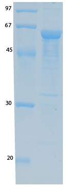 SARS Coronavirus Envelope (HSZ-Cc) Recombinant Protein