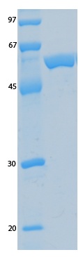 SARS-CoV-2 (COVID-19) ORF9A Recombinant Protein