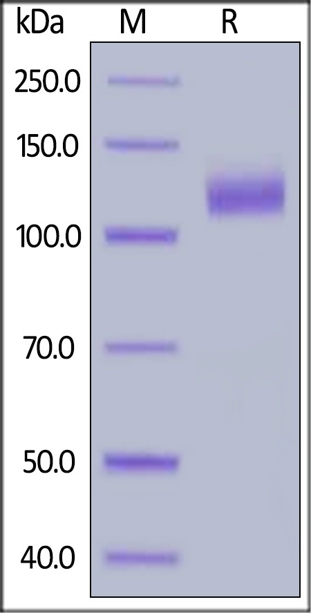 EGF R Recombinant Protein