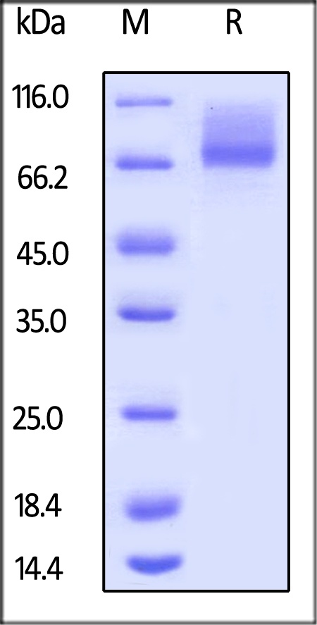 IL-7 R alpha / CD127 Recombinant Protein