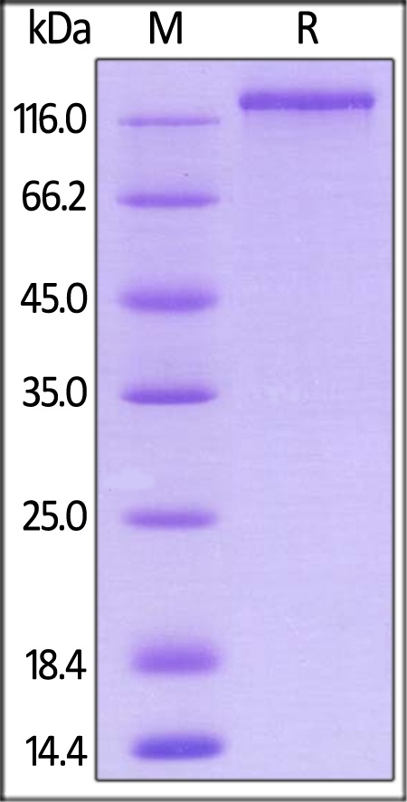 Neuropilin-1 / NRP1 / CD304 Recombinant Protein