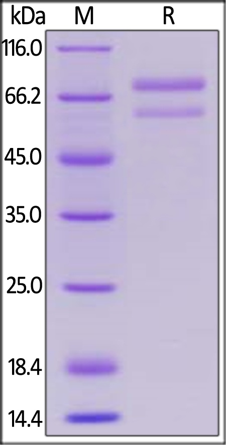 ANGPTL7 / CDT6 Recombinant Protein