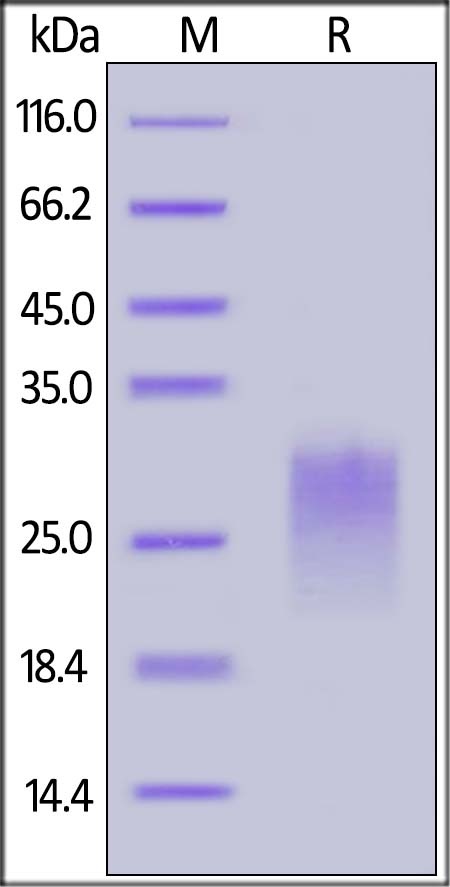 PVRIG Recombinant Protein