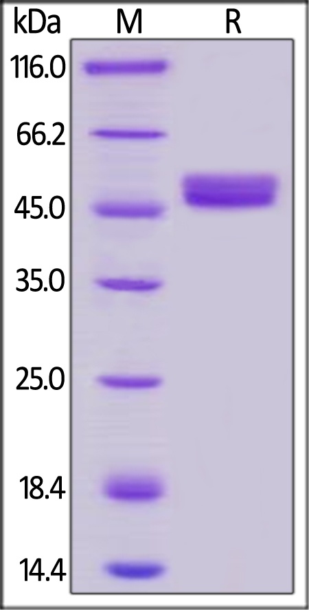 GITR / TNFRSF18 Recombinant Protein