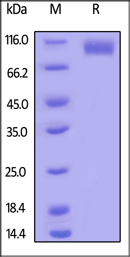 EGF R Recombinant Protein