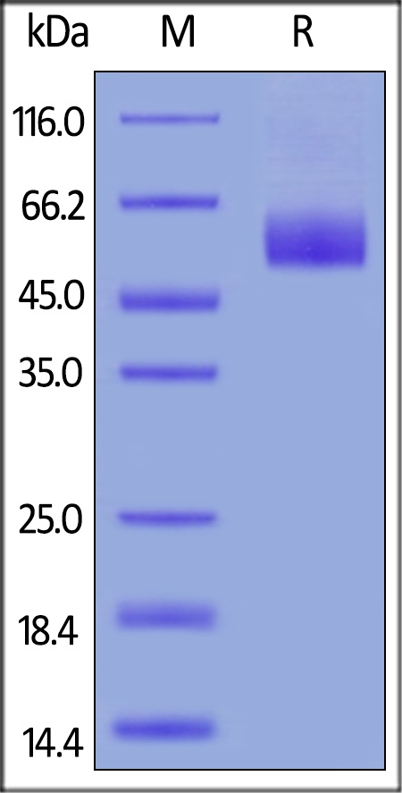 IL-1 Rrp2 / IL-1 R6 Recombinant Protein