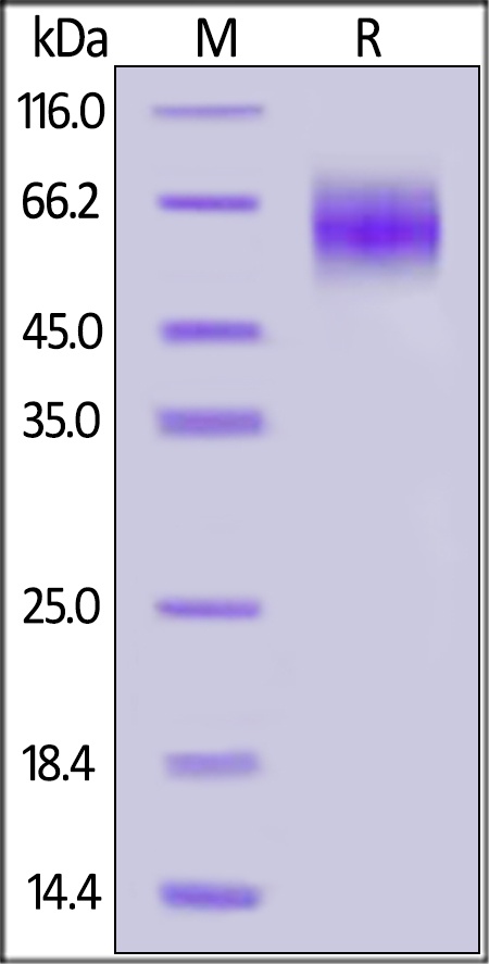 IL-23 R Recombinant Protein