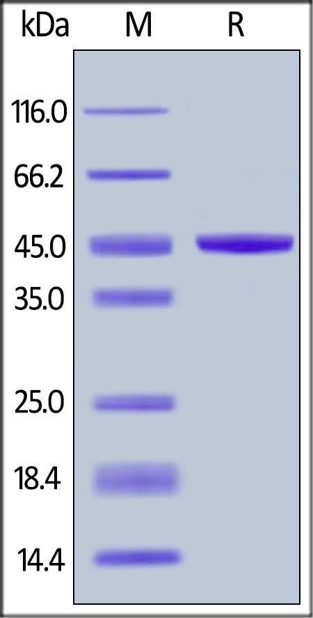 IL-21 Recombinant Protein