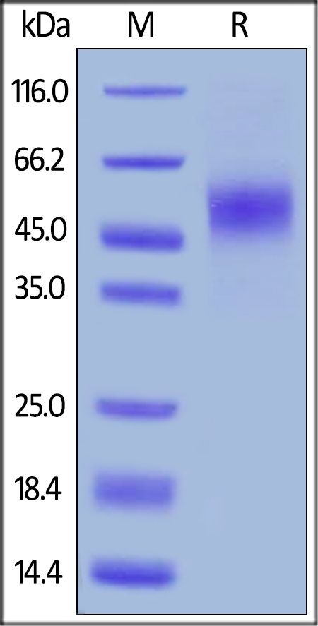 GFR alpha-like Recombinant Protein