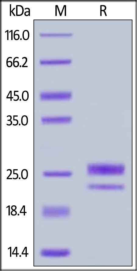 GITR Ligand / TNFSF18 Recombinant Protein