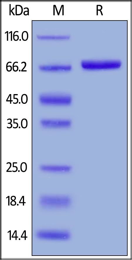 Nectin-2 / CD112 Recombinant Protein